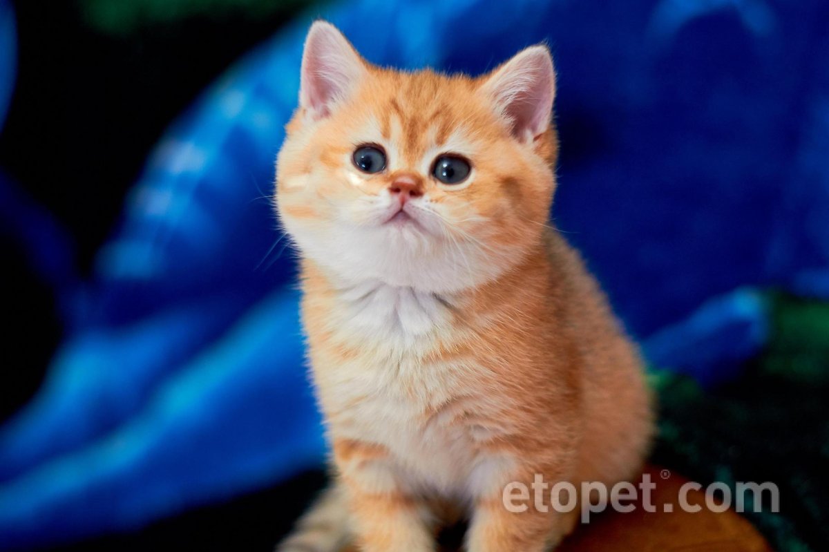 Скоттиш страйт золотой затушеванный