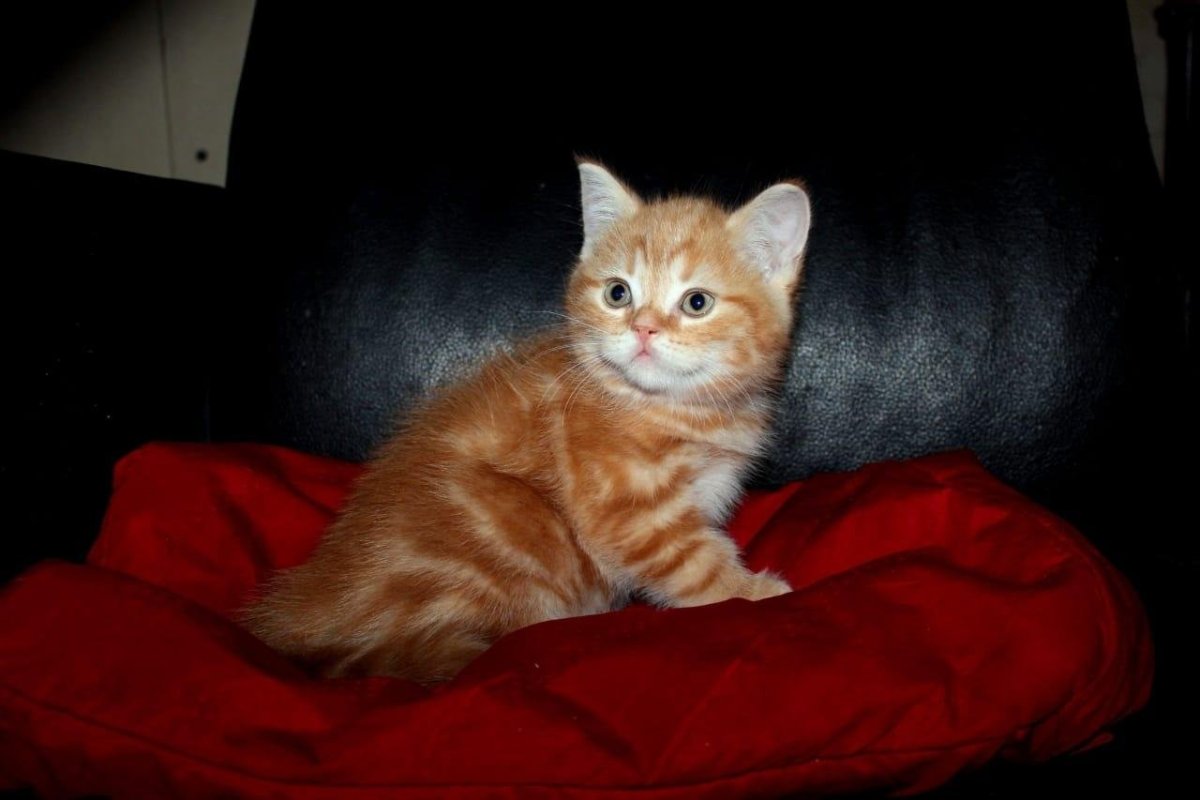 Шотландский скоттиш страйт красный мрамор