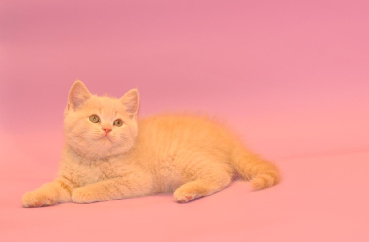 Скоттиш страйт красный