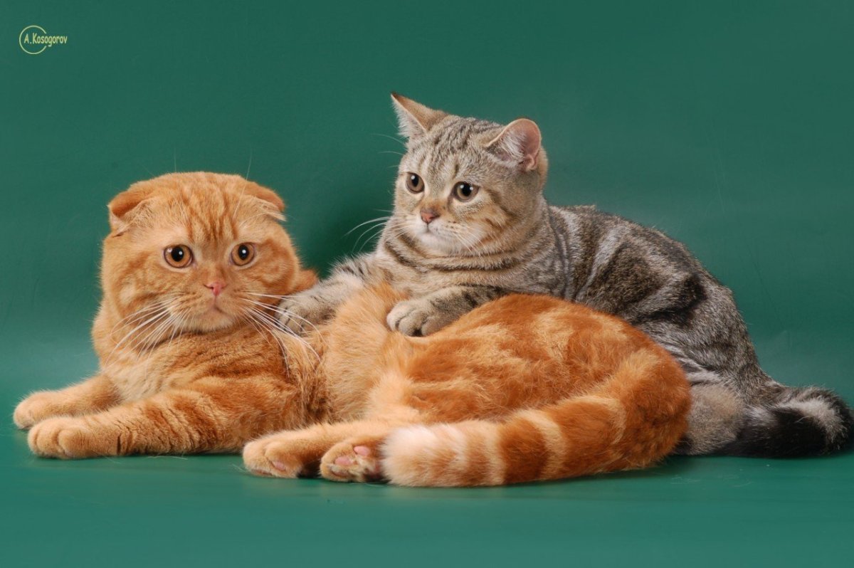 Британец вислоухий и Шотландская кошка