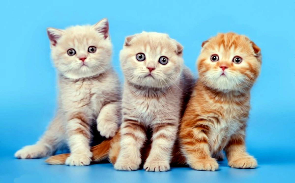 Шотландская вислоухая кошка котенок