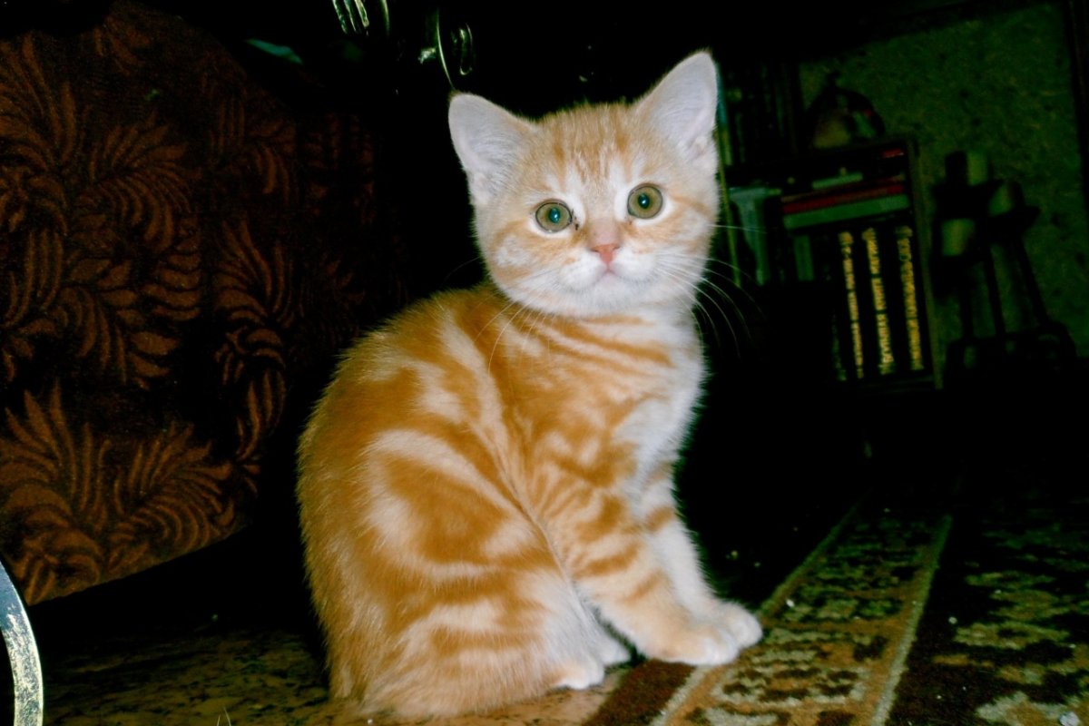 Шотландский прямоухий котенок рыжий