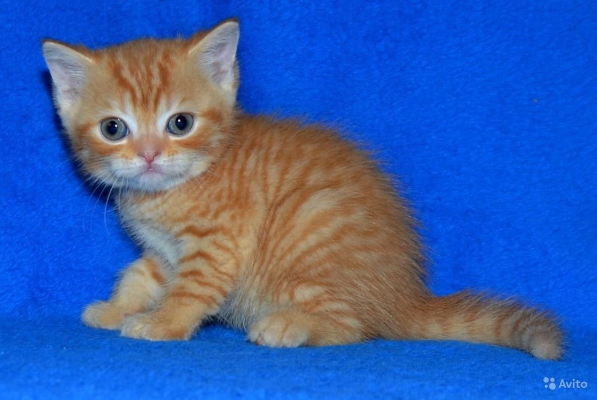 Шотландский скоттиш страйт рыжий