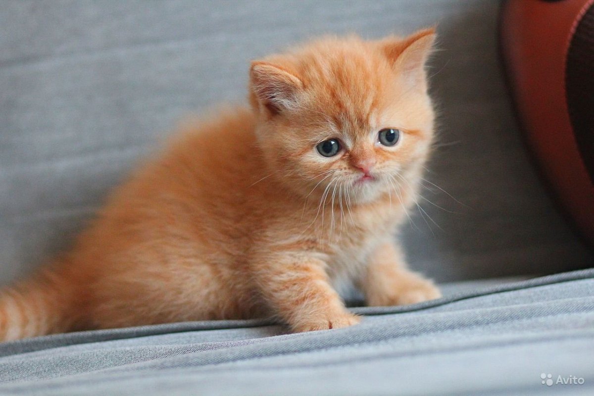 Шотландская прямоухая рыжая