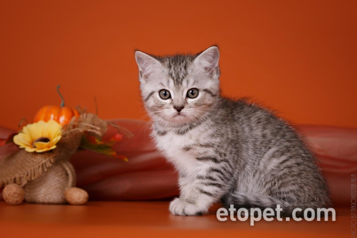 Шотландская кошка прямоухая светлая