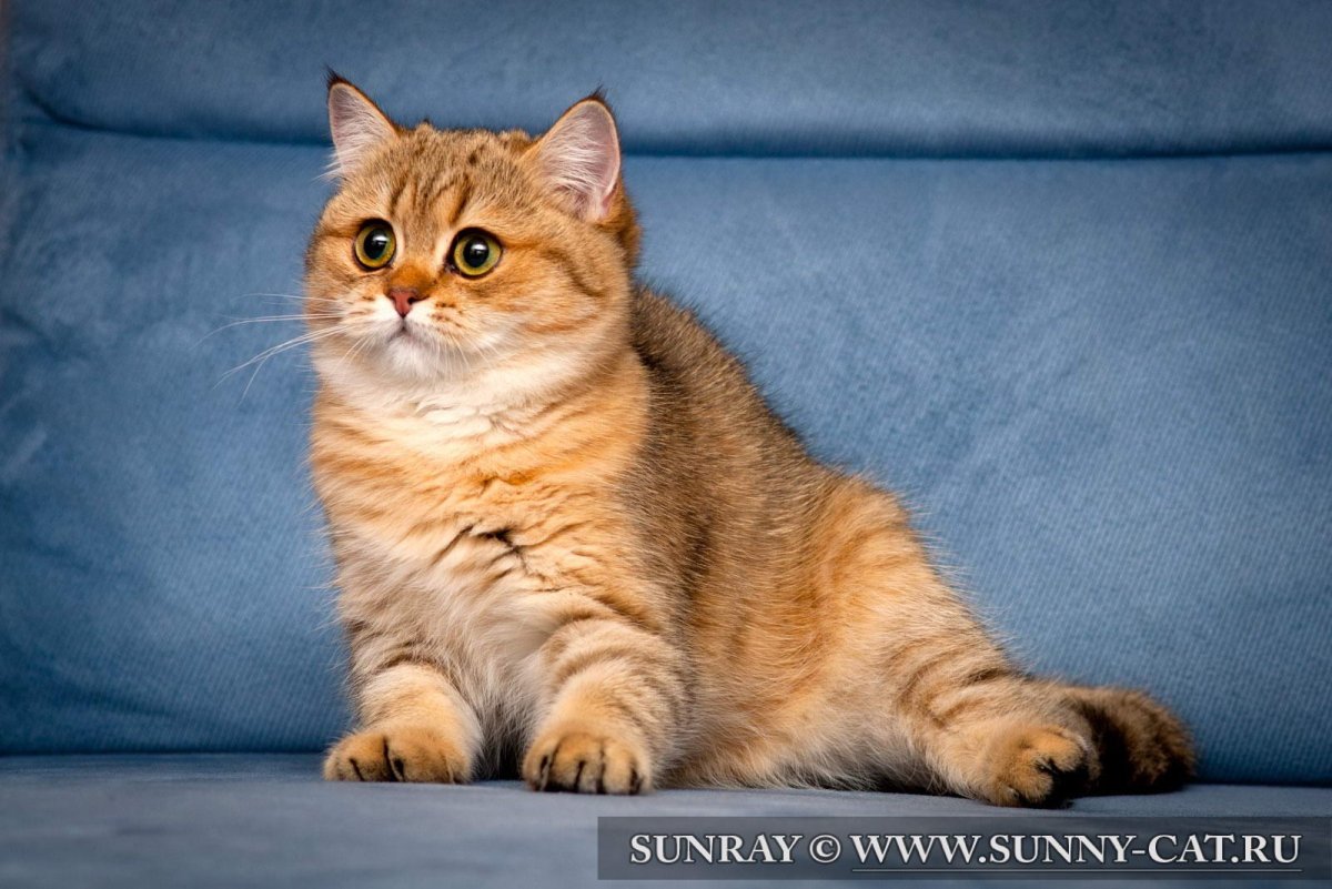 Шотландская прямоухая короткошерстная Золотая