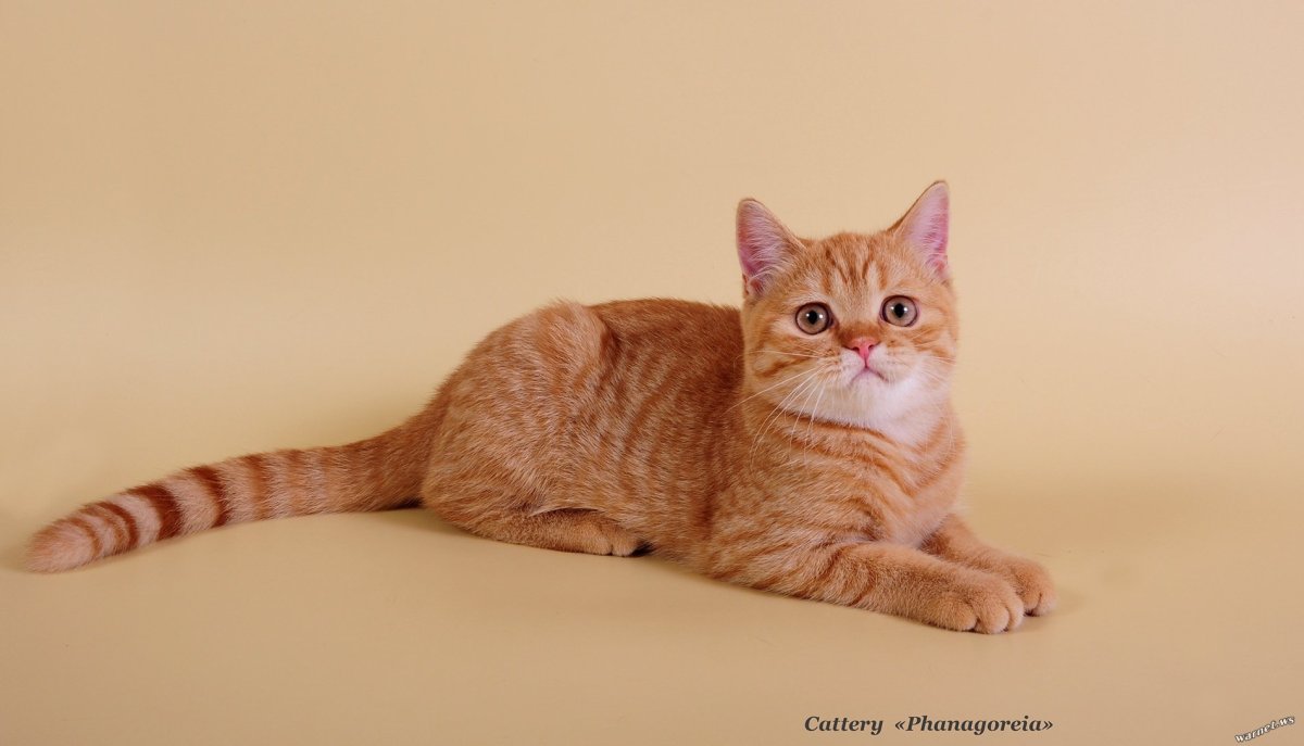 Скоттиш страйт кот рыжий