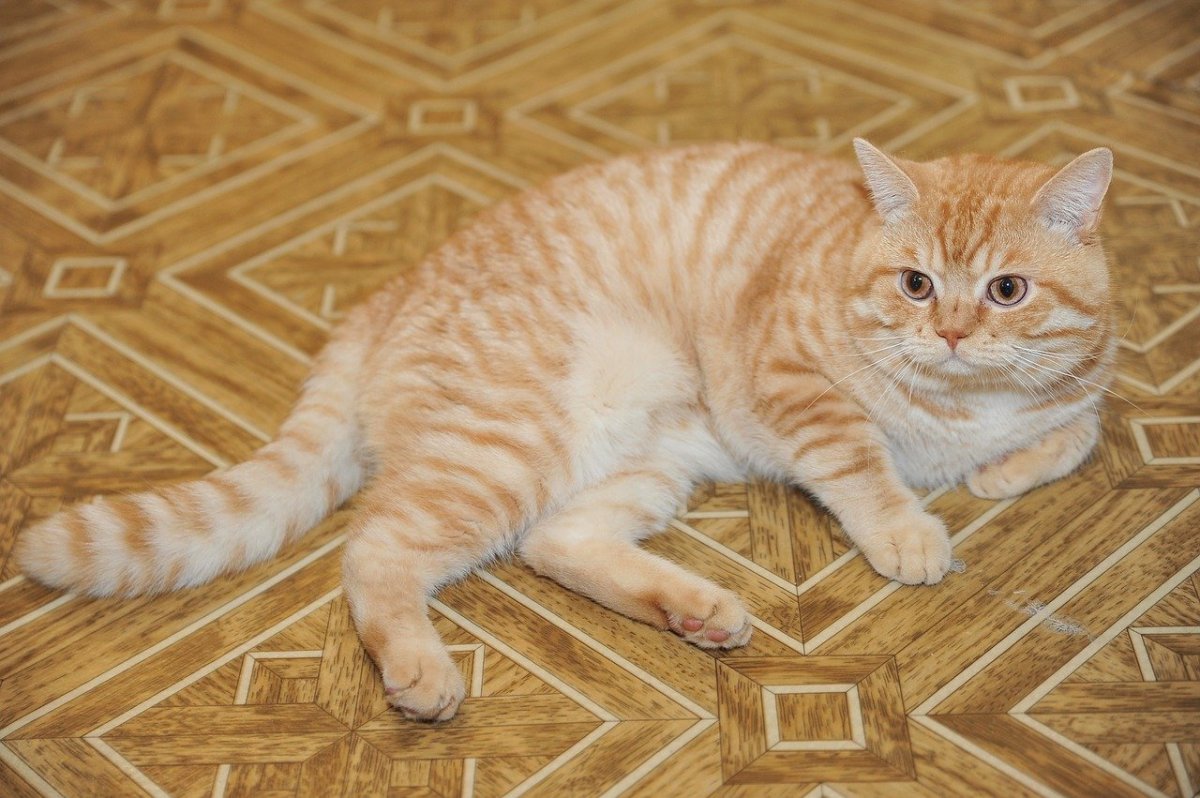 Шотландский кот светло рыжий