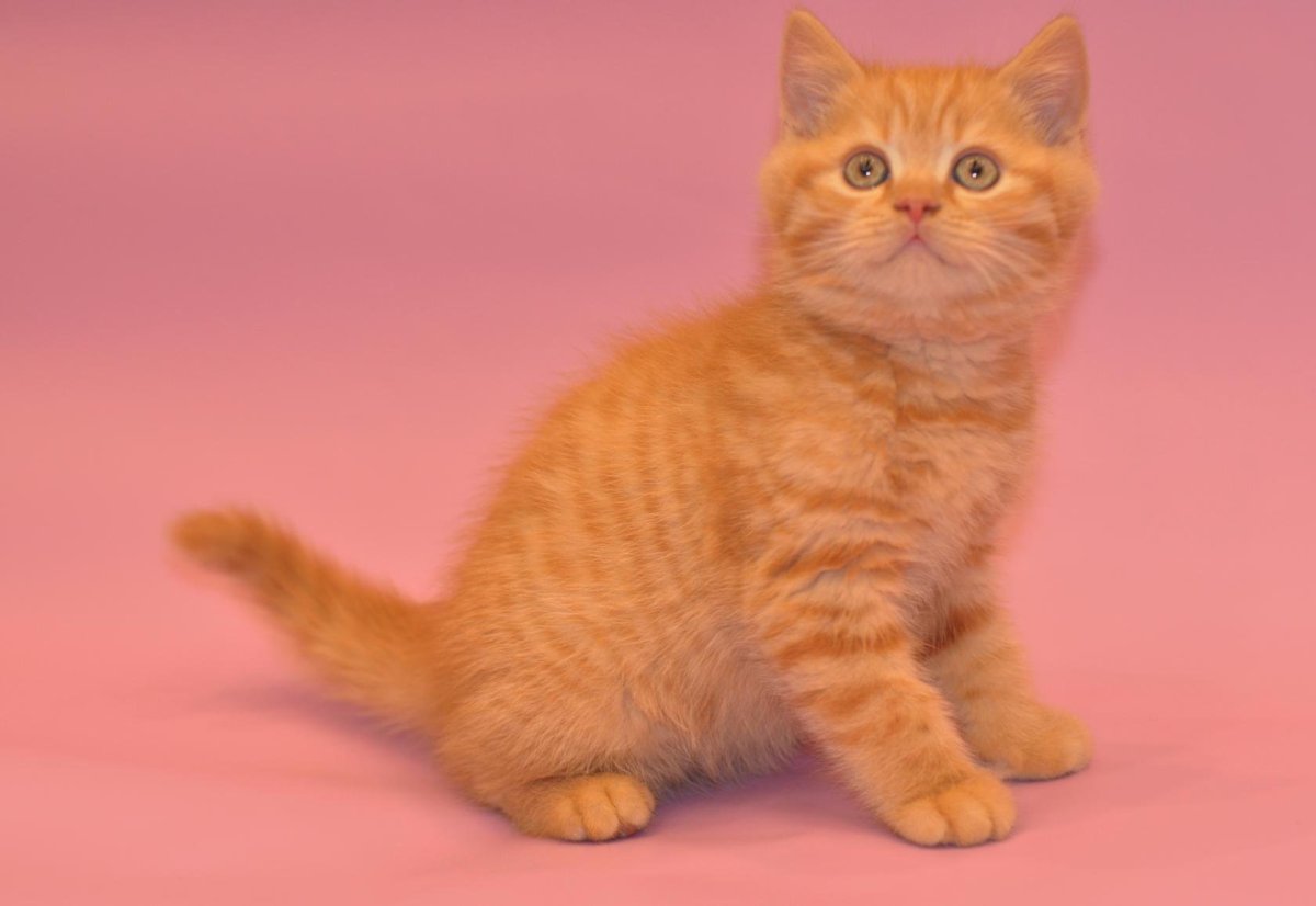 Шотландская прямоухая рыжий кот