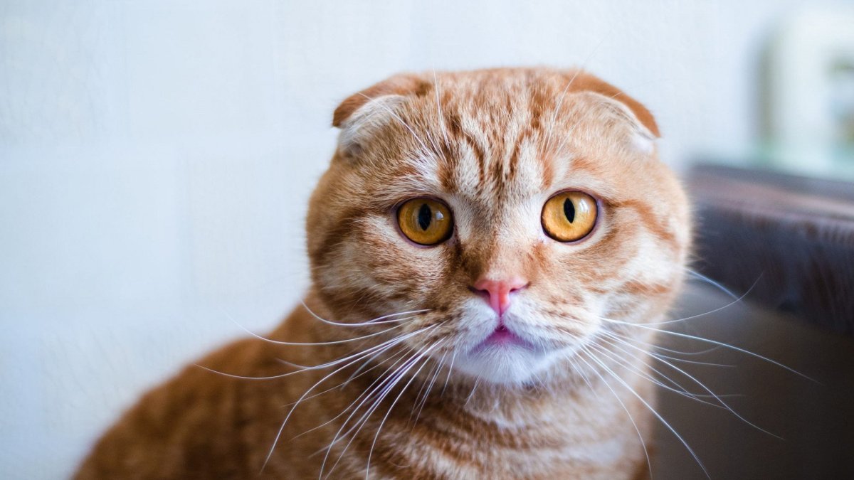 Шотландская вислоухая кошка рыжая