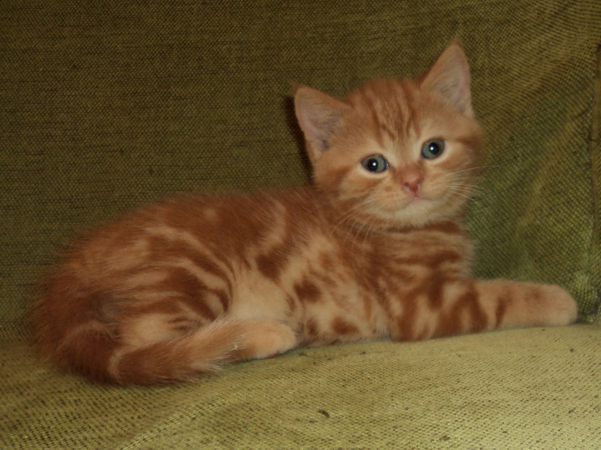 Тигровый макрелевый табби рыжий