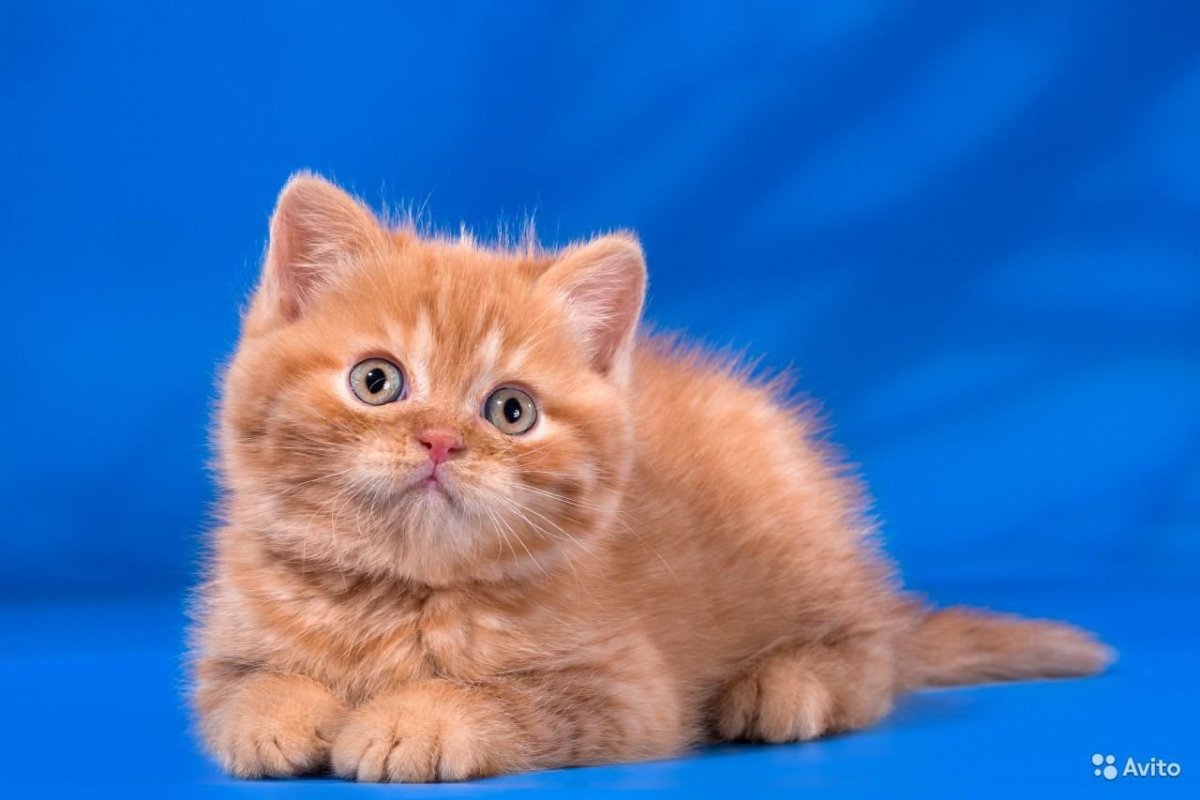 Красный тикированный британец