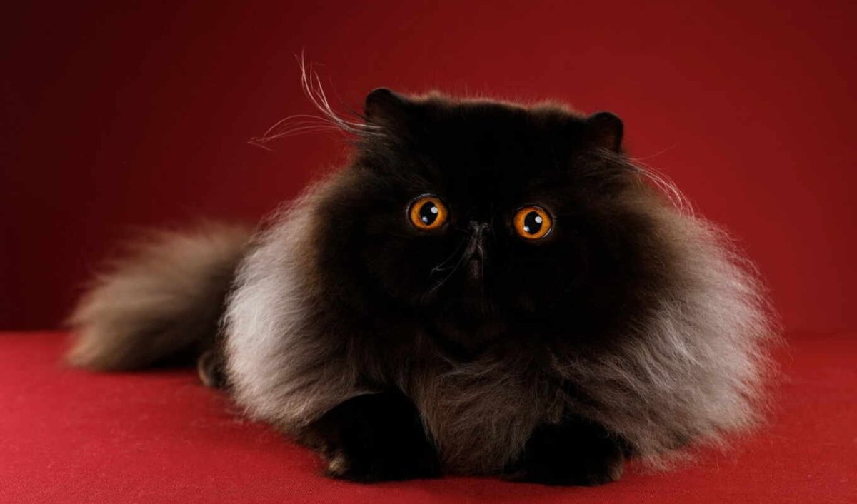 Персидская кошка экстремал черная