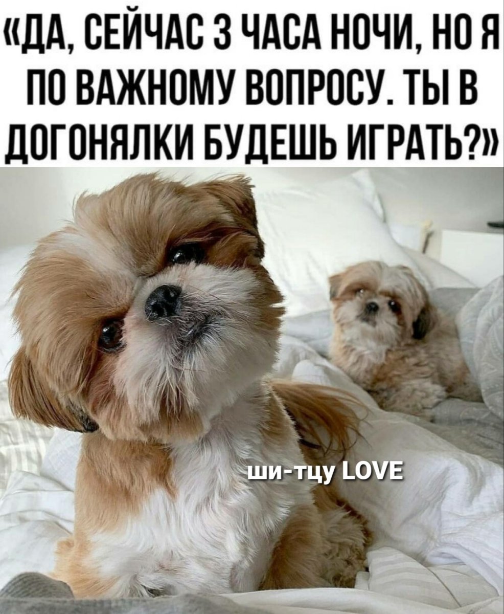 Милые собачки ши тцу