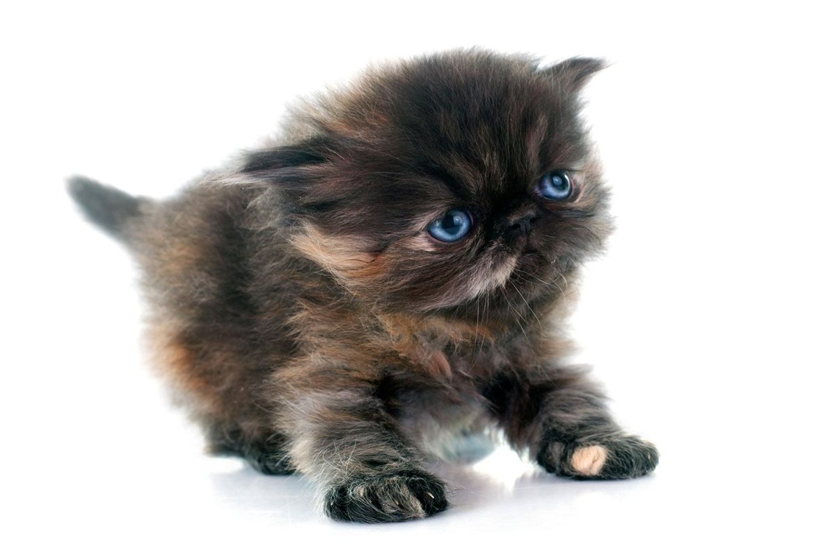 Персидский котенок на белом фоне