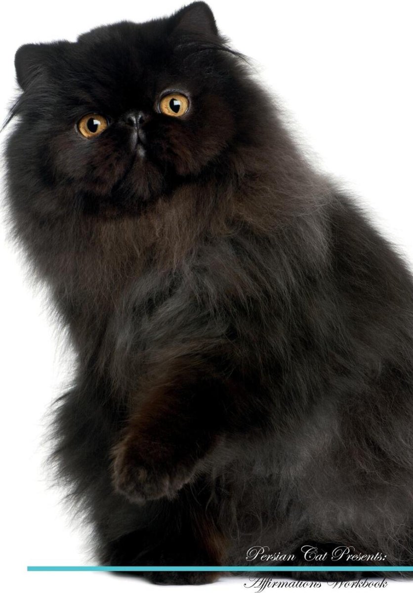 Гималайская кошка черная