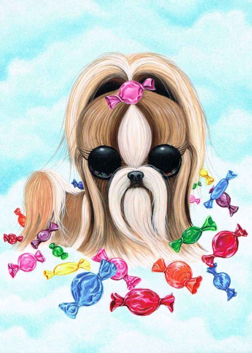 Imperial Shih Tzu голубые глаза