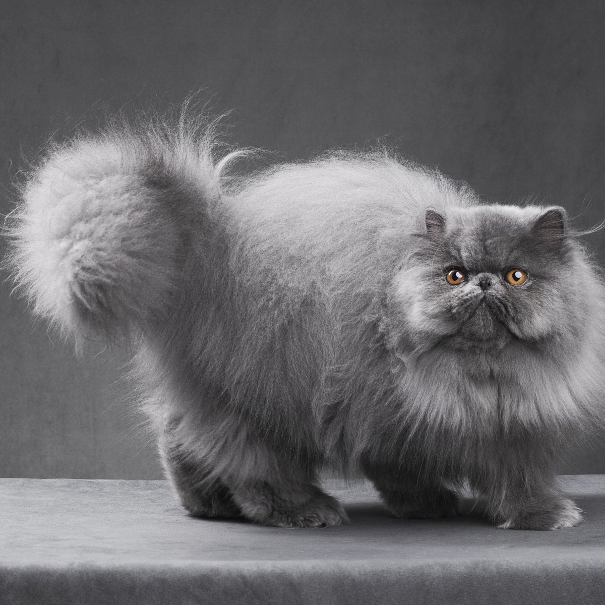 Кот породы перс линки фото и названия