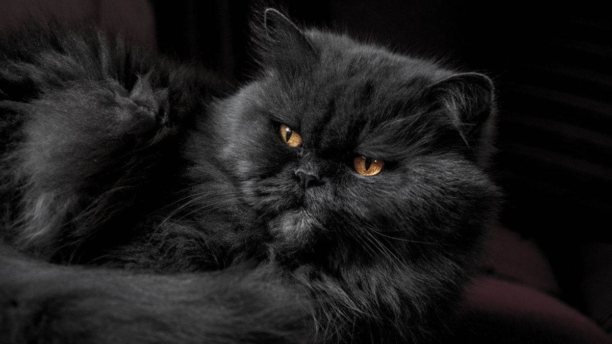 Британские черные пушистые коты