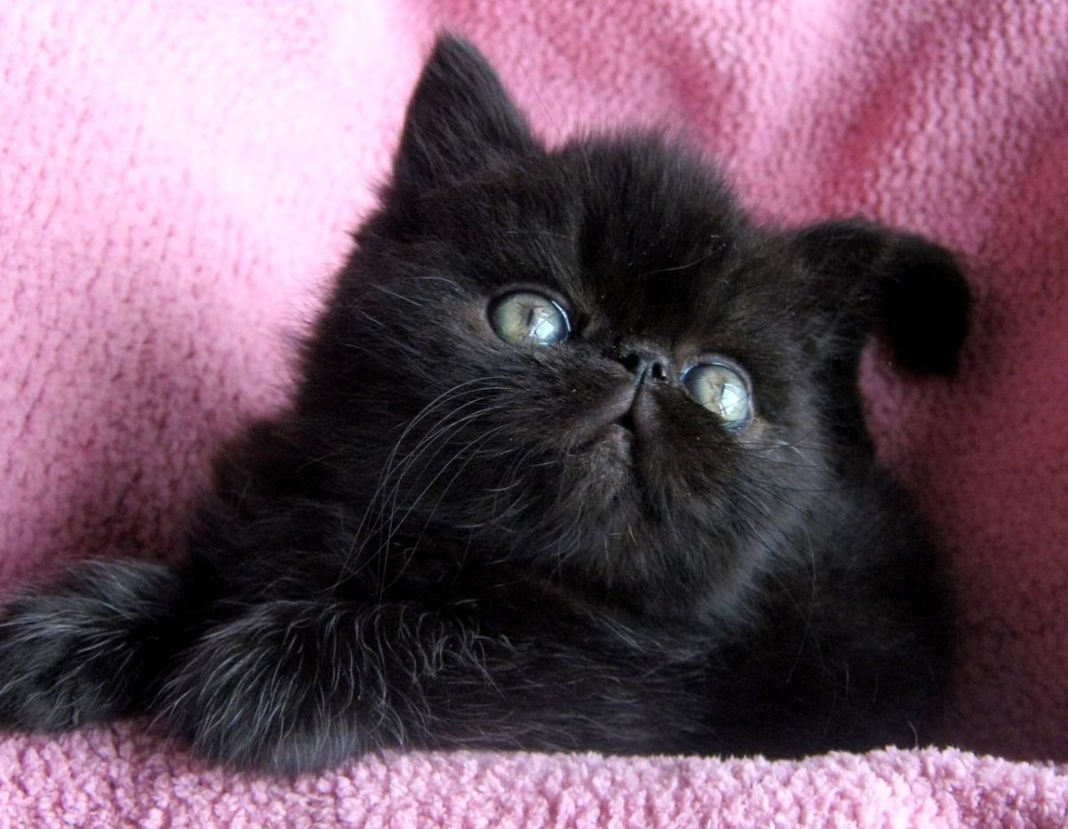 Персидский экзот черный