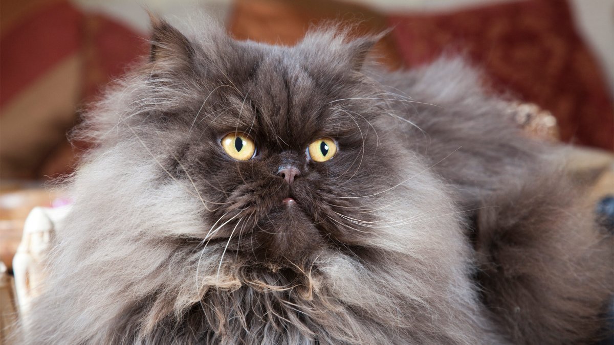 Дымчатый перс