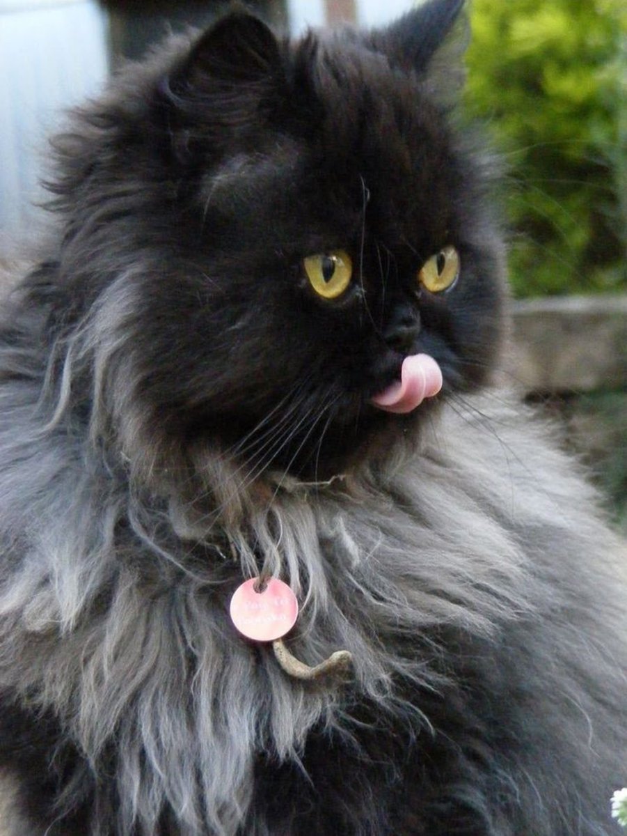 Котята персидские черные Black Smoke