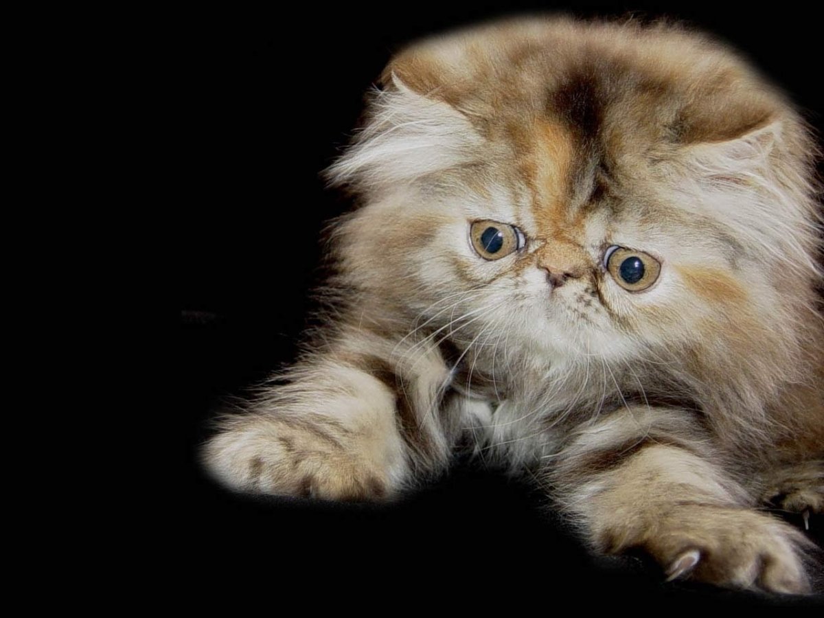 Милые котята