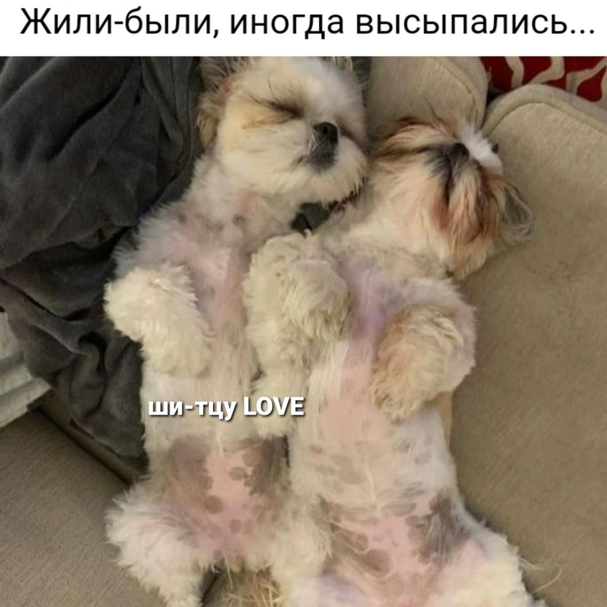 Ши тцу Беби фейс