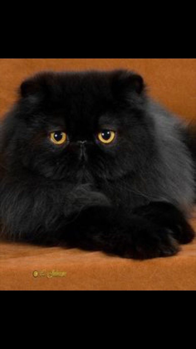 Кот экзот длинношерстный черный