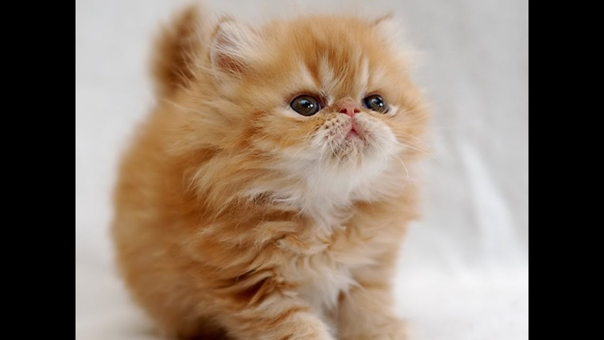 Котенок рыжий перс