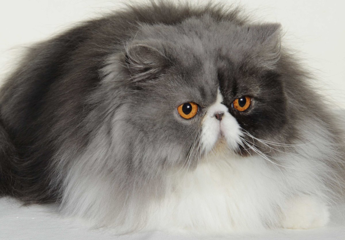 Классическая Персидская кошка с серыми пятнами