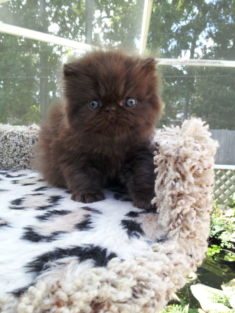 Шоколадный персидский кот