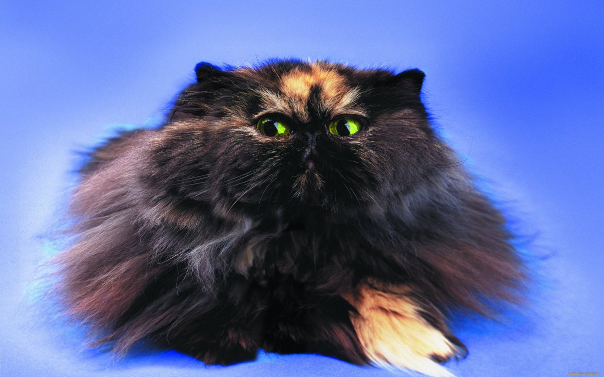 Персидская Лесная кошка