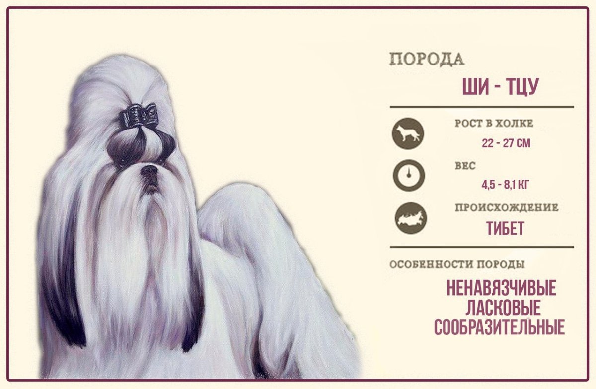 Стрижки ши тцу для девочек