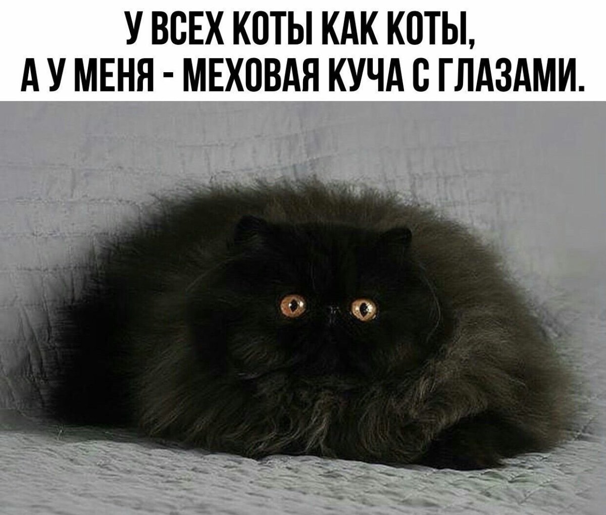 Вислоухий персидский кот черный