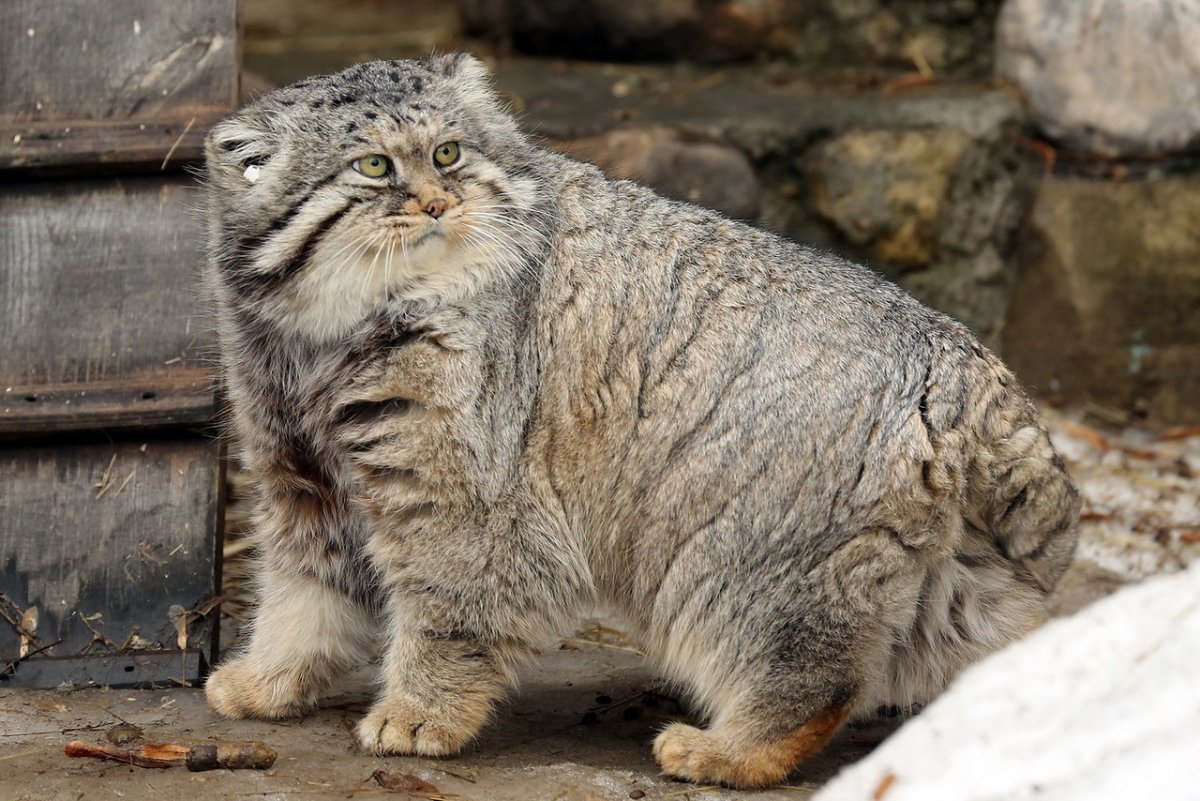 Кот Манул толстый