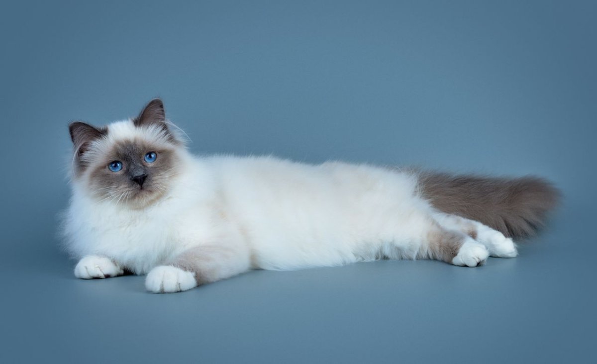 Длинношерстный священный Бирма кот