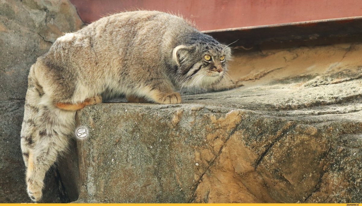 Манул кот Грозный