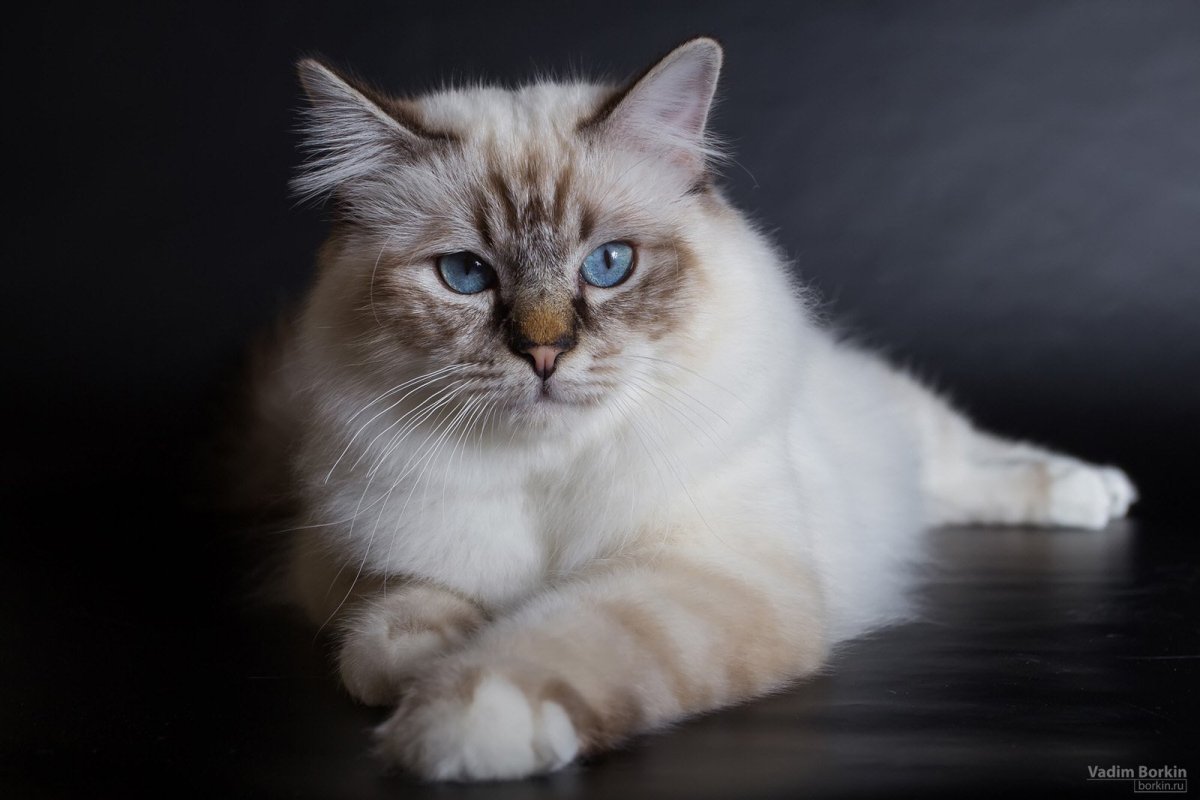 Тибетская породистая кошка