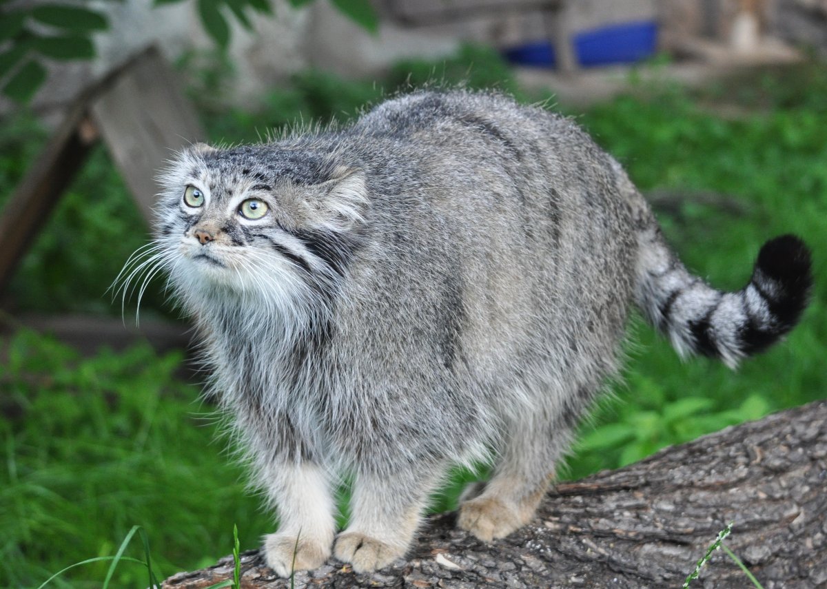 Лесной кот Манул