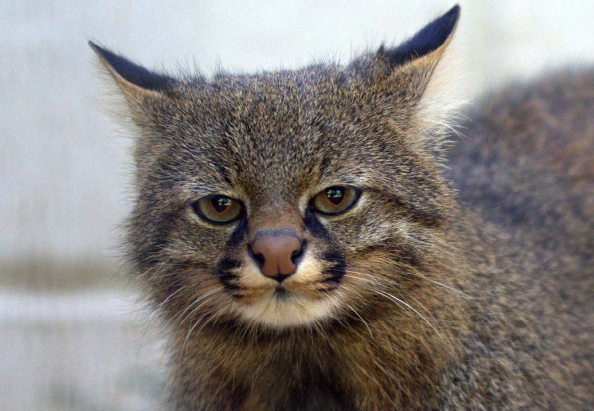 Пампасская кошка (leopardus Pajeros),