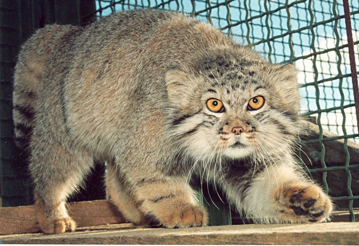 Кошки породы Манул