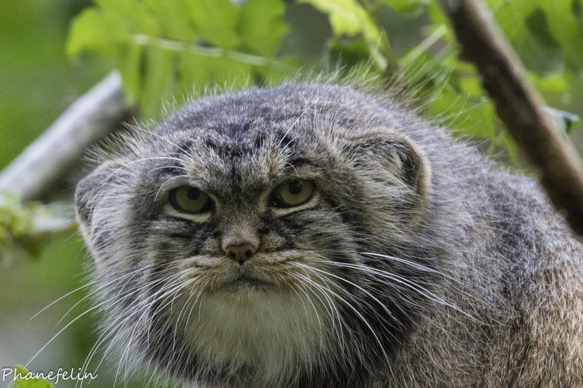 Кот Манул Забайкальского края