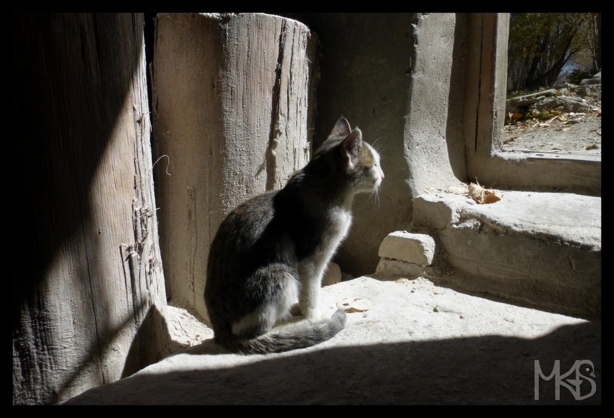 Кошка тибетская безносая