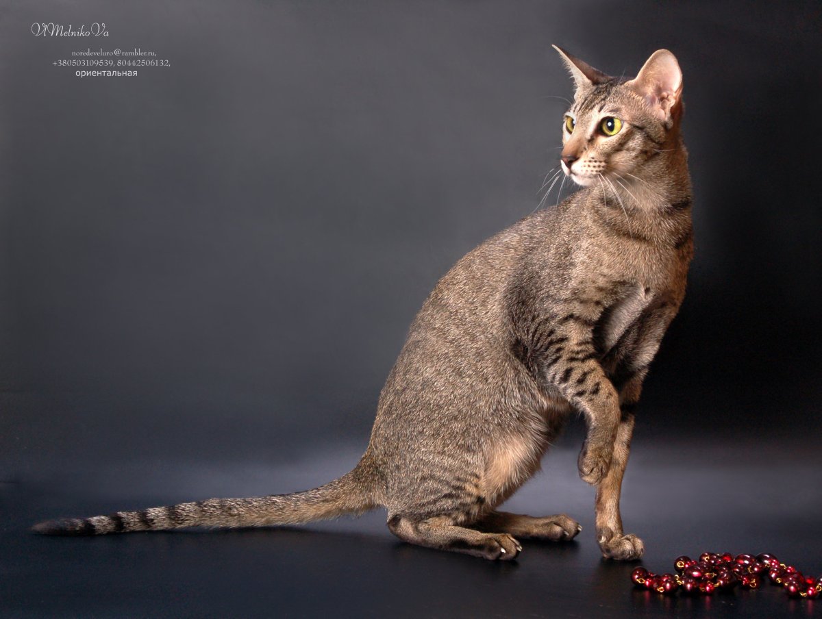 Тибетская кошка