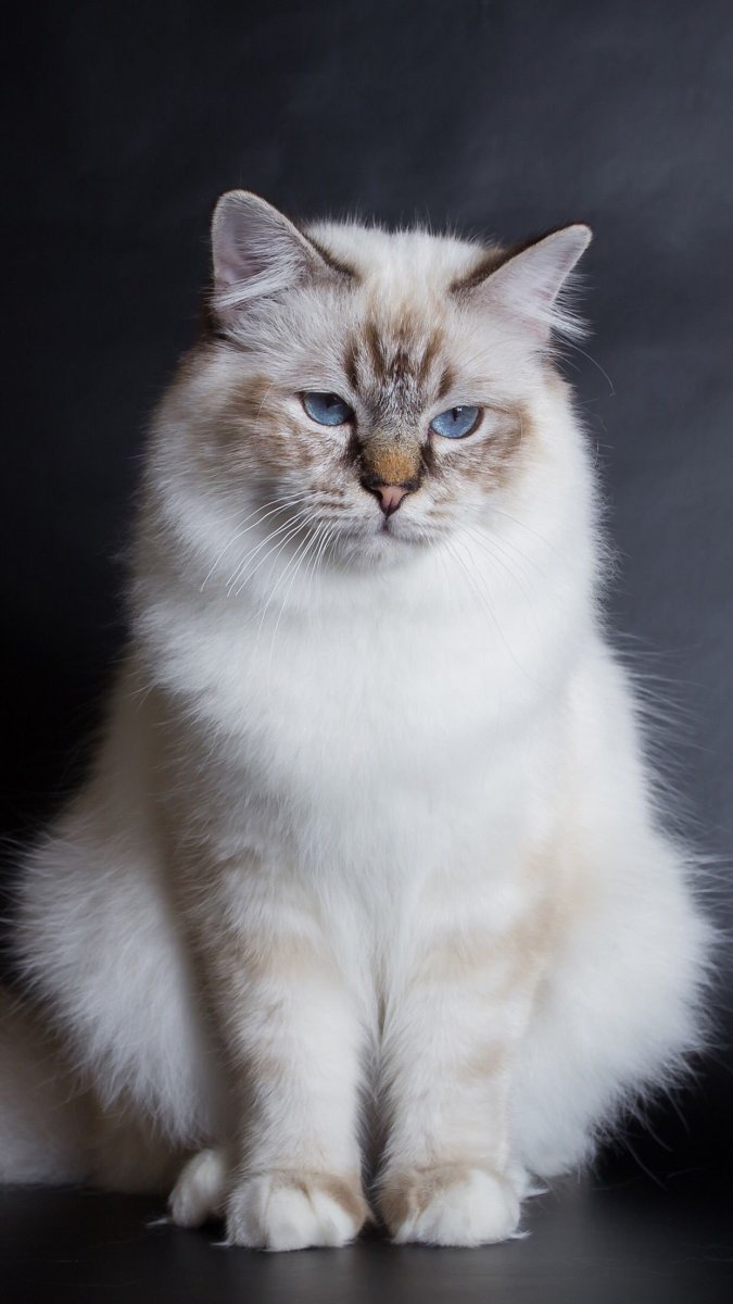 Тибетская кошка