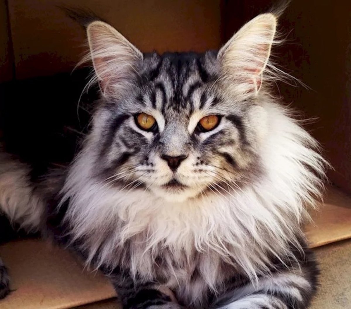 Кот большой