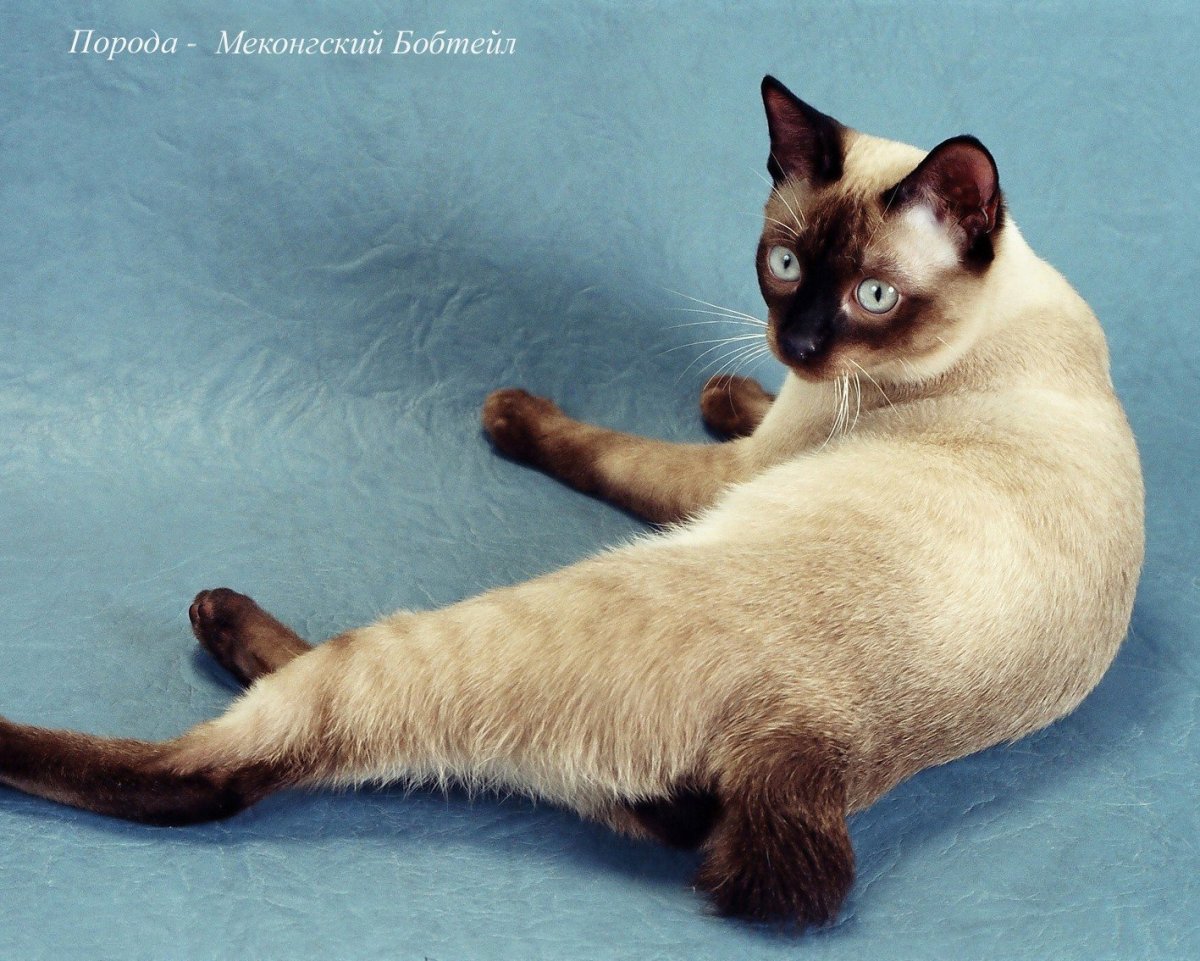 Породы тибетских котов