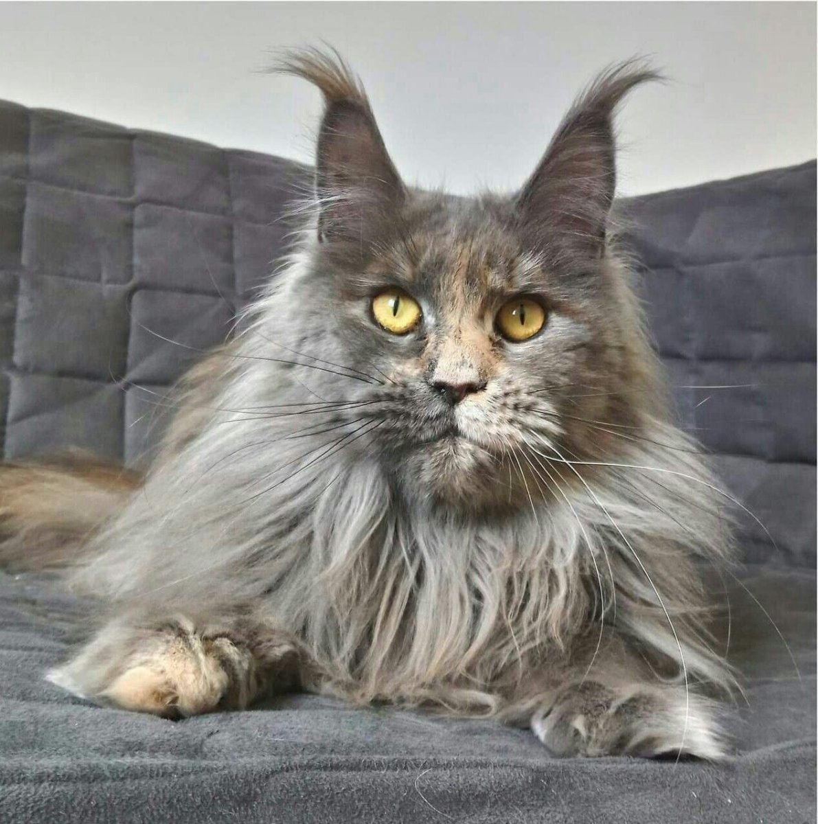 Длинношерстный кот