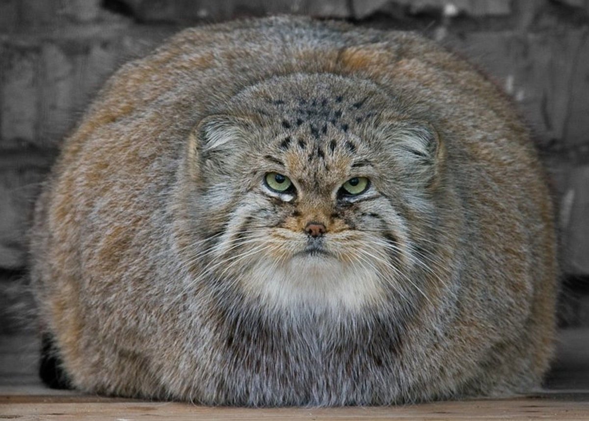 Детеныши кота манула